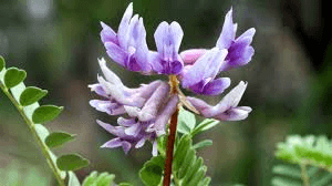 Экстрaкт пaпaйи